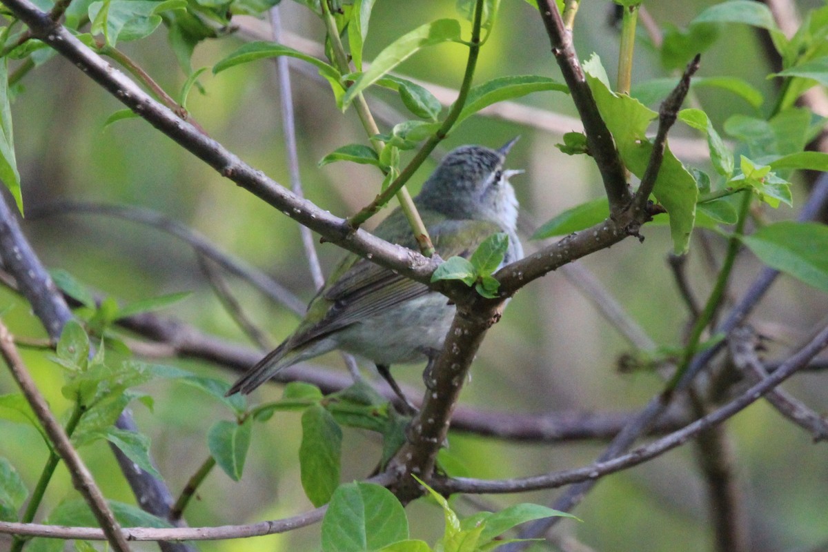 Tennessee Warbler - Suzanne Picard