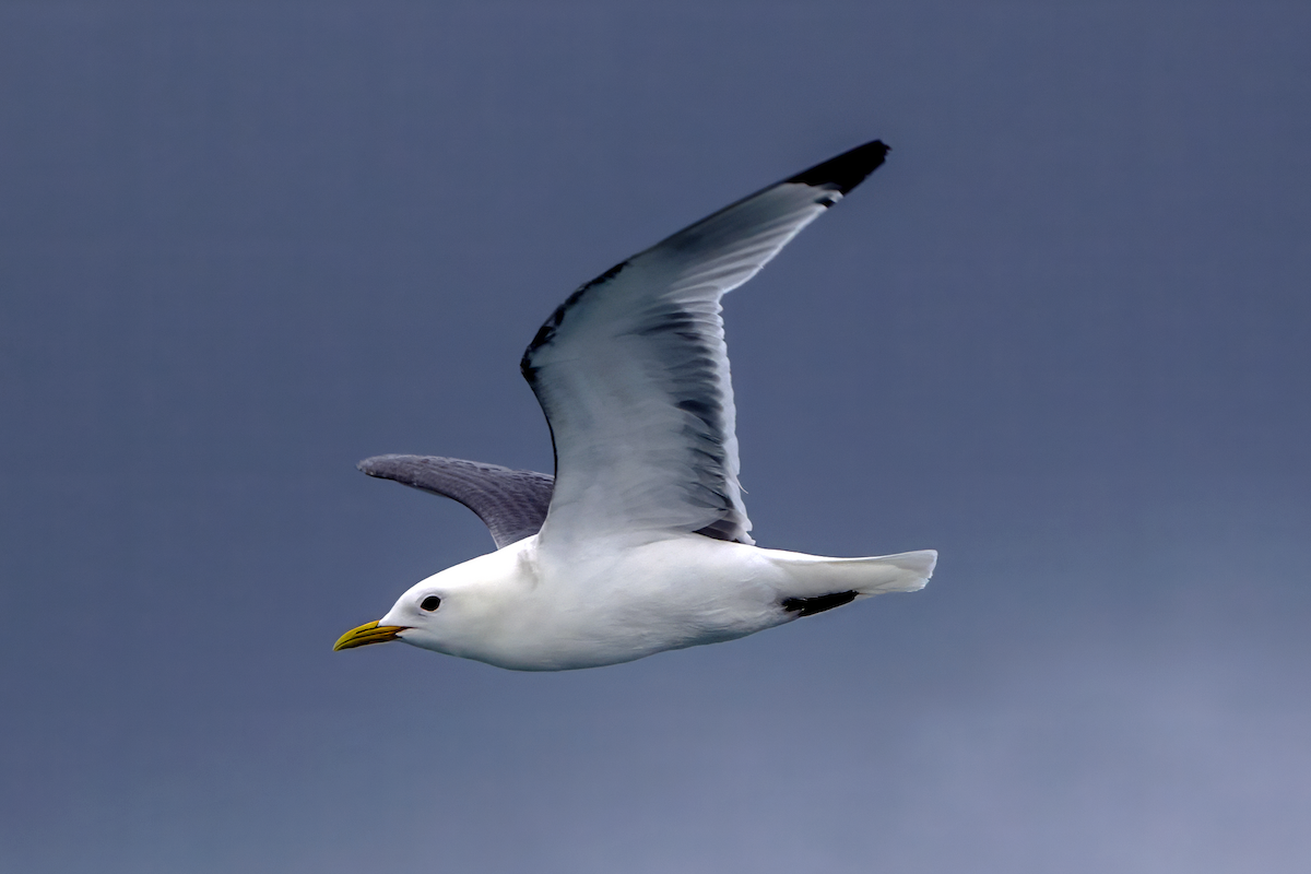 Black-legged Kittiwake - Gavin Stone