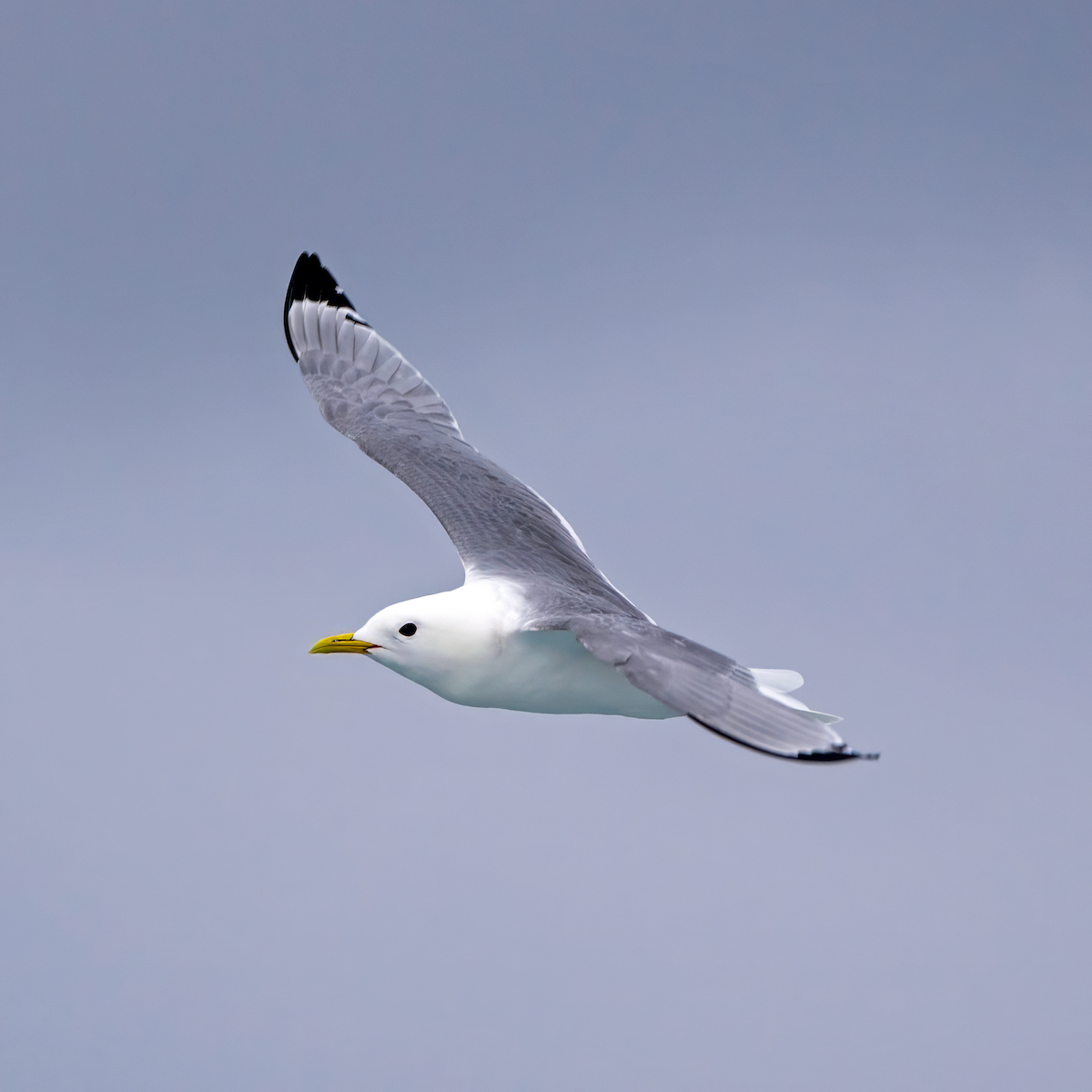 Black-legged Kittiwake - Gavin Stone