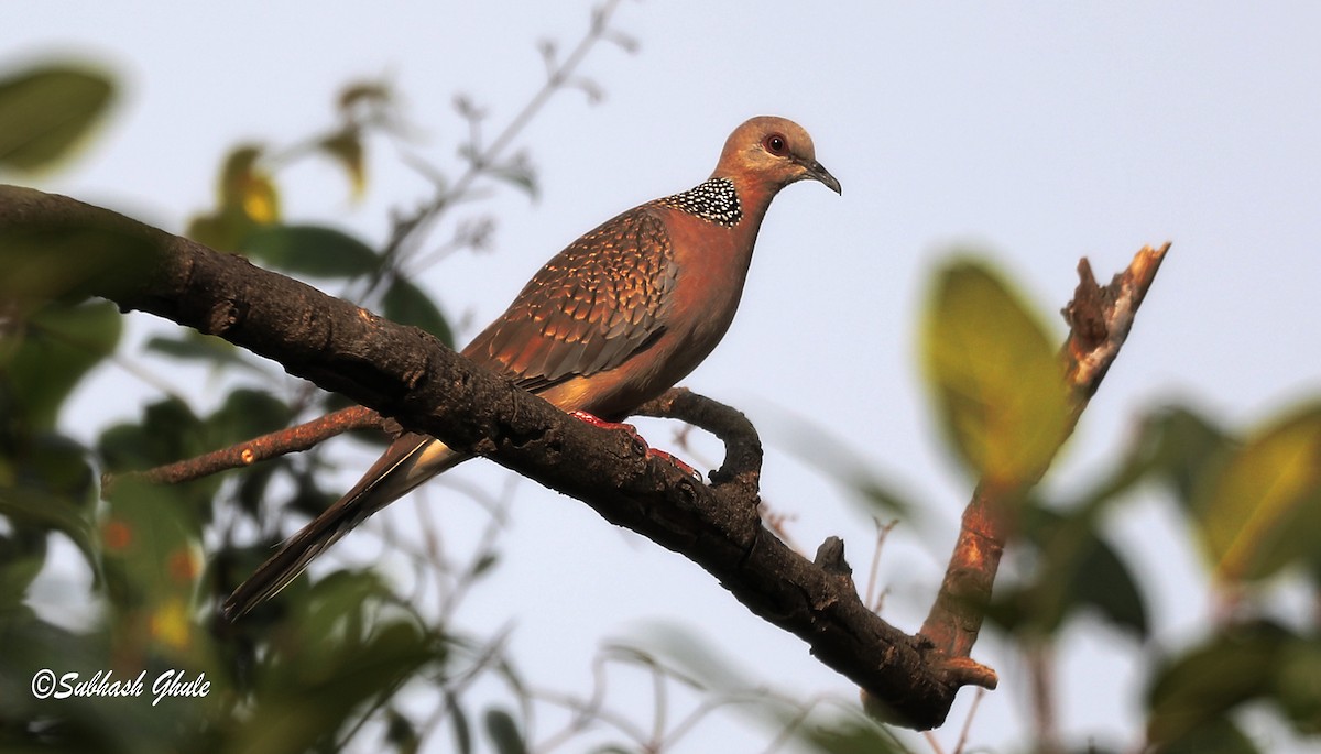Spotted Dove - ML619175891