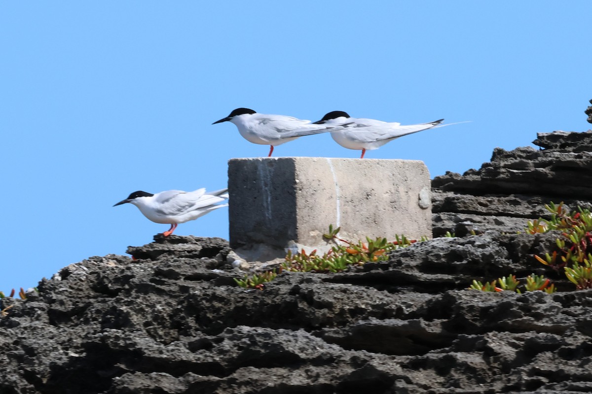 Roseate Tern - ML619175899