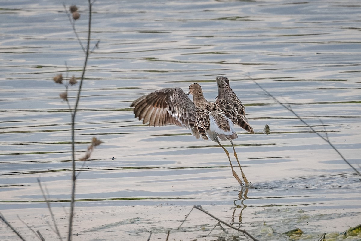 Ruff - Mariann Cyr