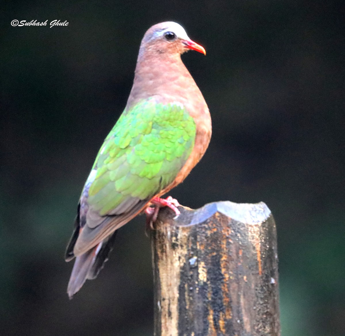 Asian Emerald Dove - SUBHASH GHULE