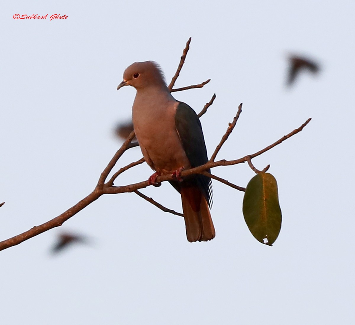 Malabar Imperial-Pigeon - SUBHASH GHULE