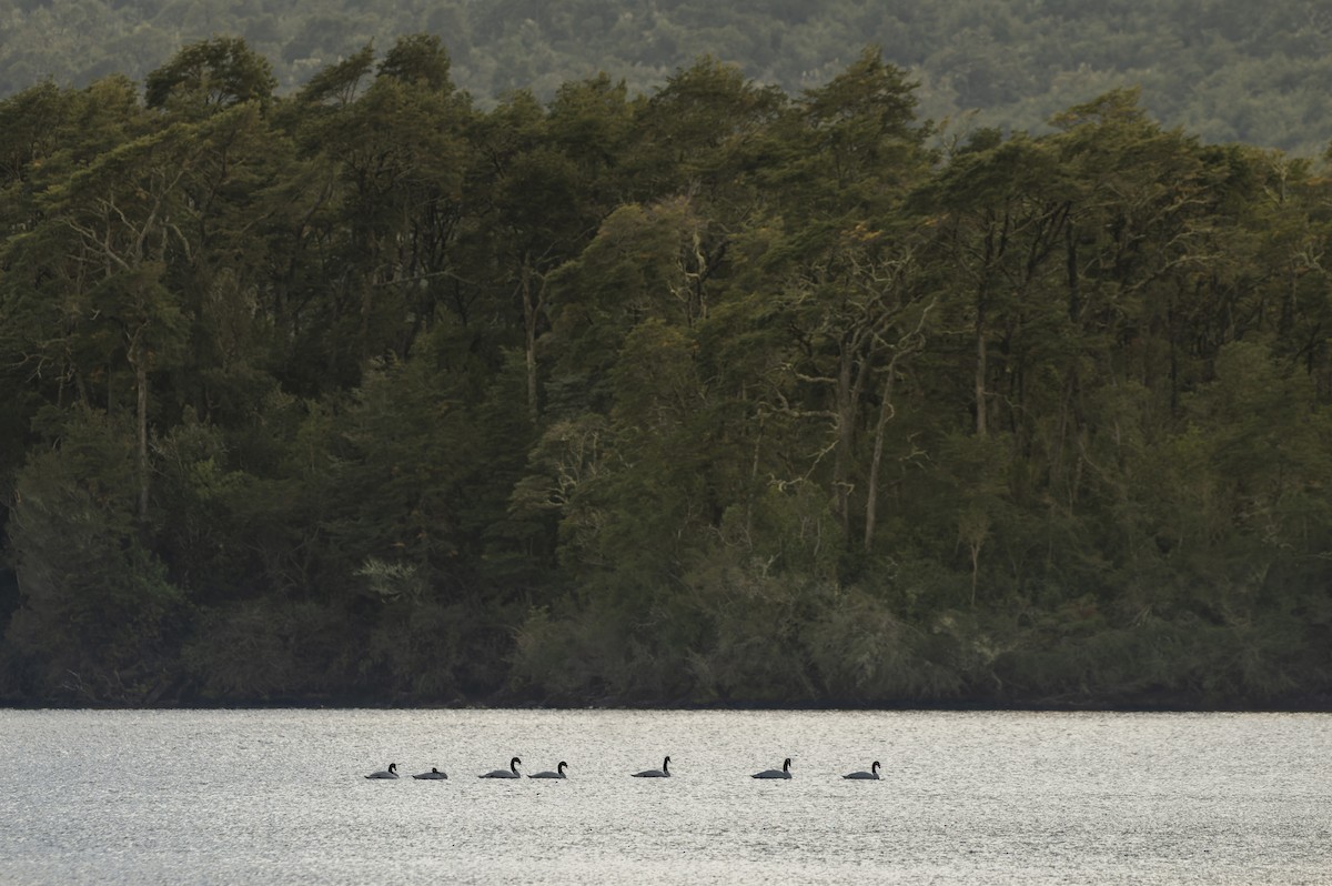 Black-necked Swan - ML619175931