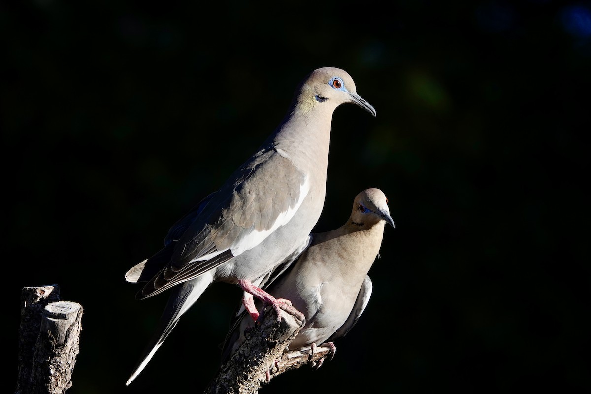 White-winged Dove - Kenna Sue Trickey
