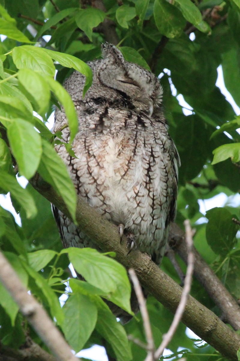 Eastern Screech-Owl - Suzanne Picard
