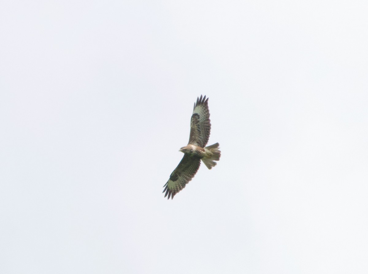 Common Buzzard - Stuart Malcolm