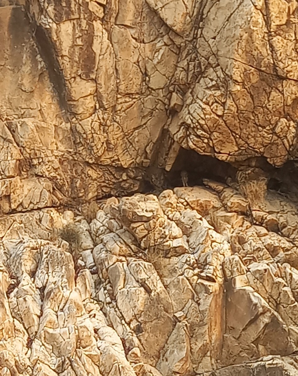 Rock Eagle-Owl - Sanjay Gupta