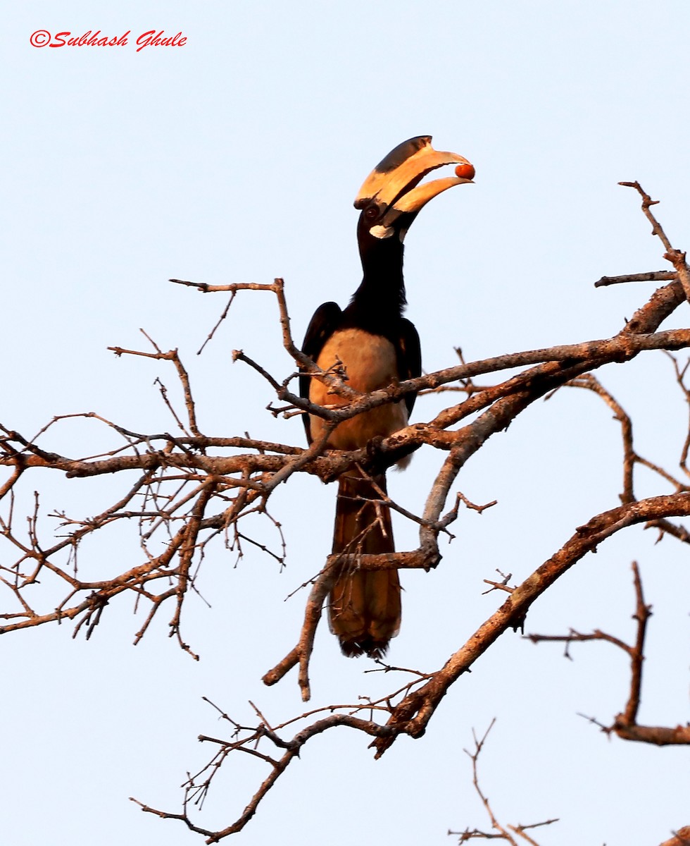 Malabar Pied-Hornbill - SUBHASH GHULE