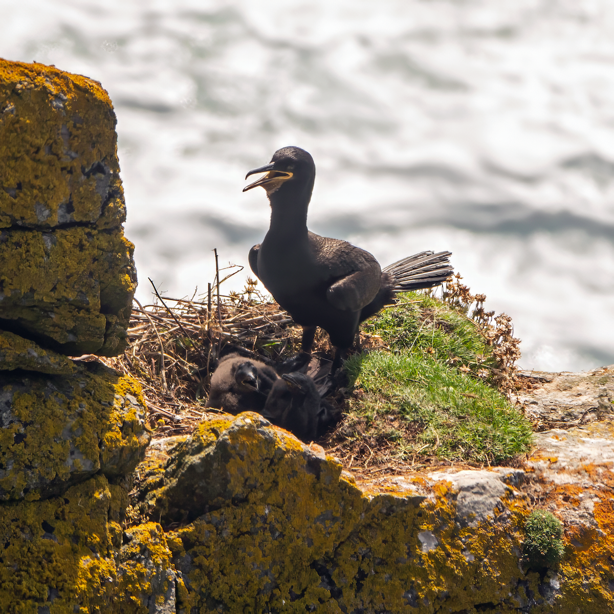 European Shag - Gavin Stone