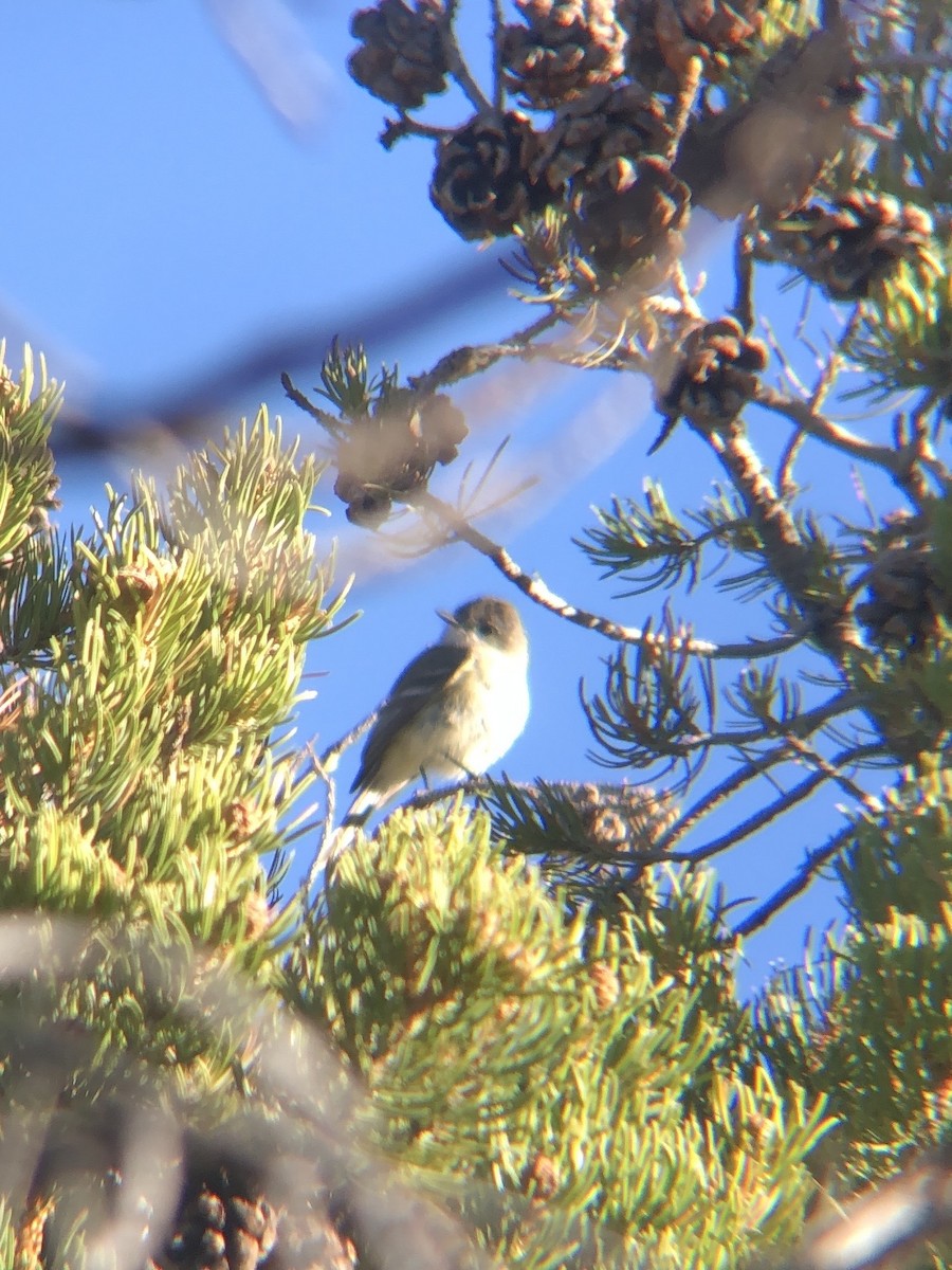 Dusky Flycatcher - ML619176001
