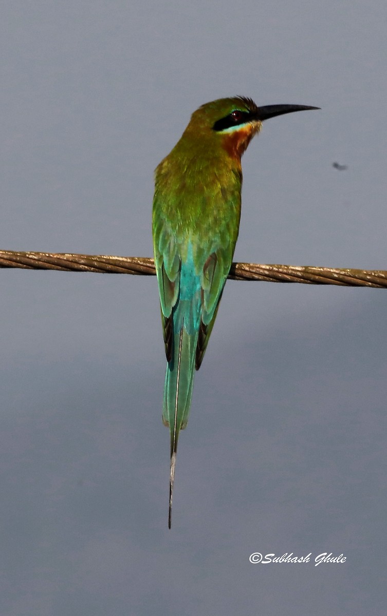 Asian Green Bee-eater - SUBHASH GHULE