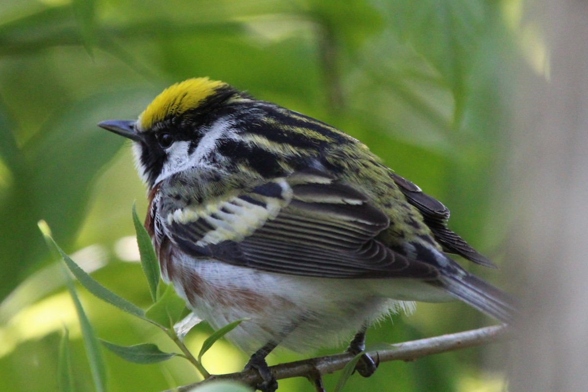 Chestnut-sided Warbler - Suzanne Picard