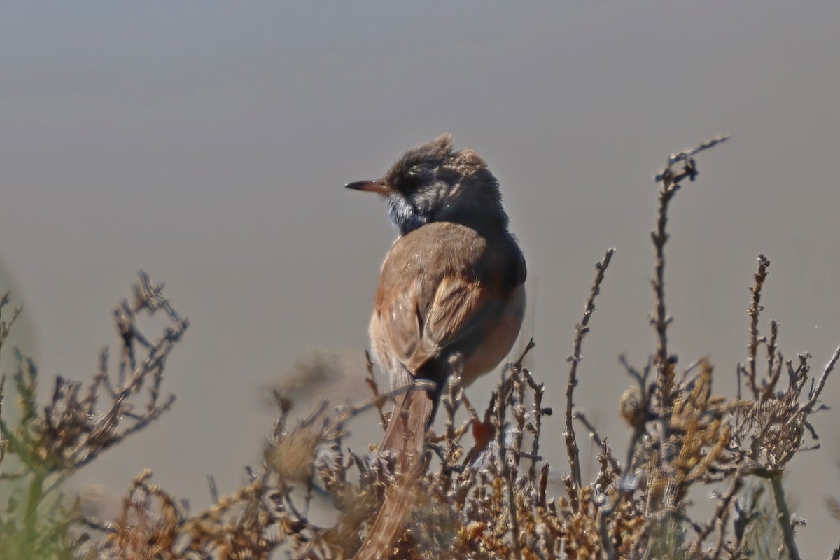 Spectacled Warbler - Leonardo Rassu