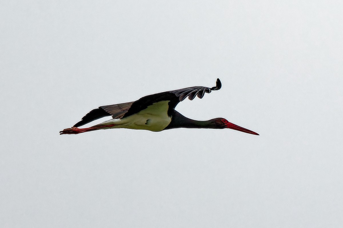 Black Stork - leon berthou