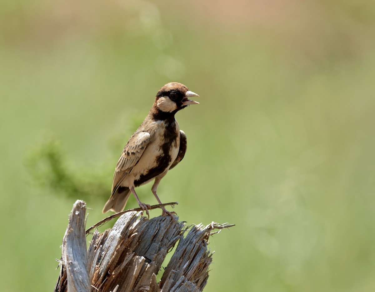 Fischer's Sparrow-Lark - Ken Simonite