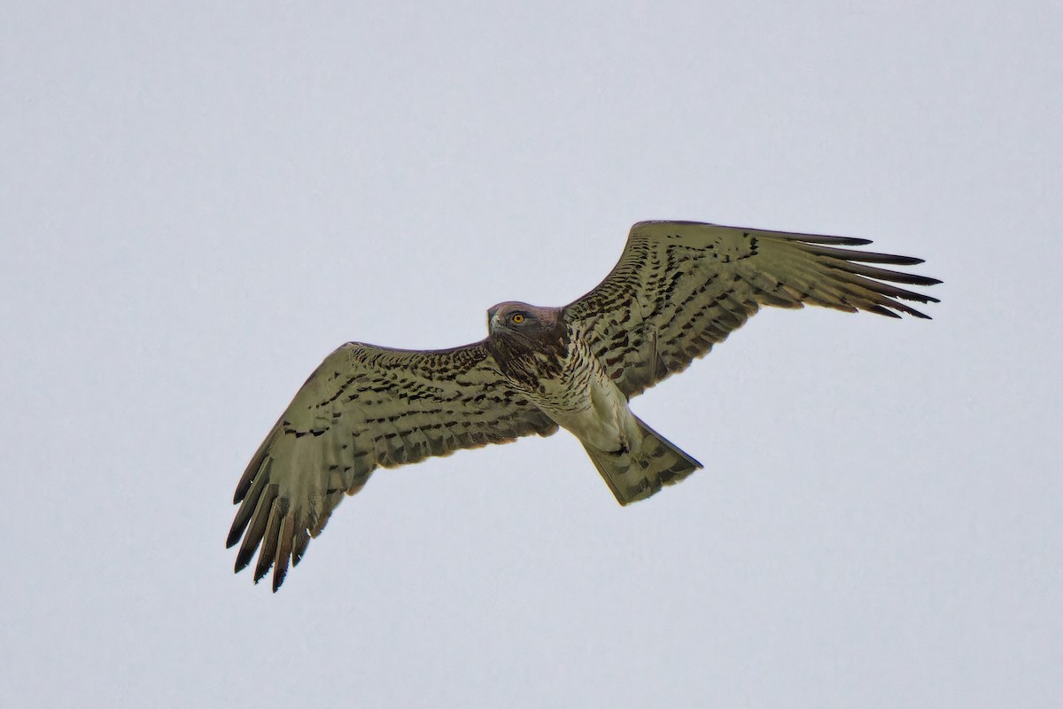 Short-toed Snake-Eagle - leon berthou