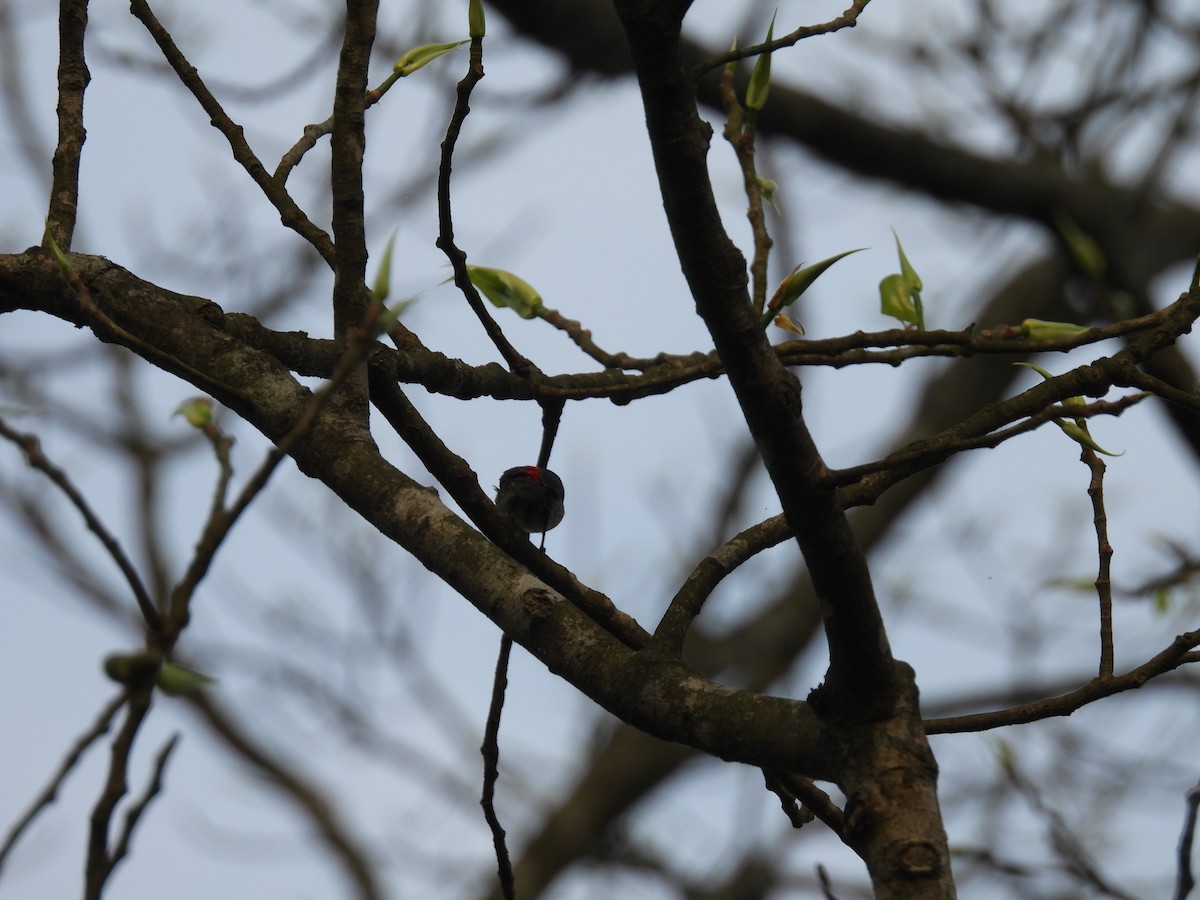 Scarlet-backed Flowerpecker - Rahul Kumaresan