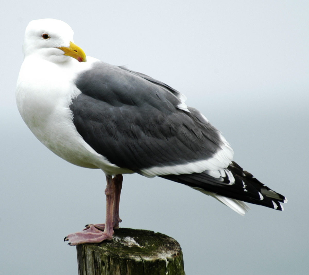 Western Gull - johnny powell