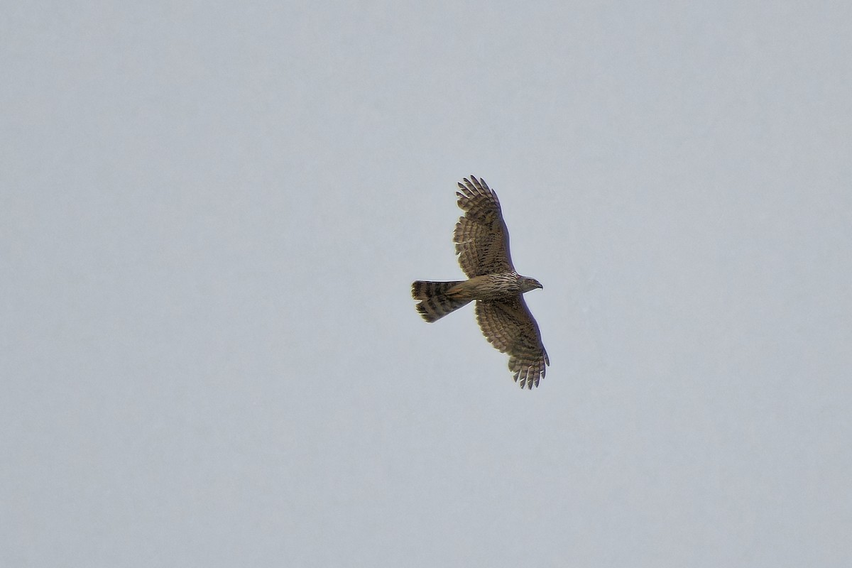 Eurasian Goshawk - leon berthou