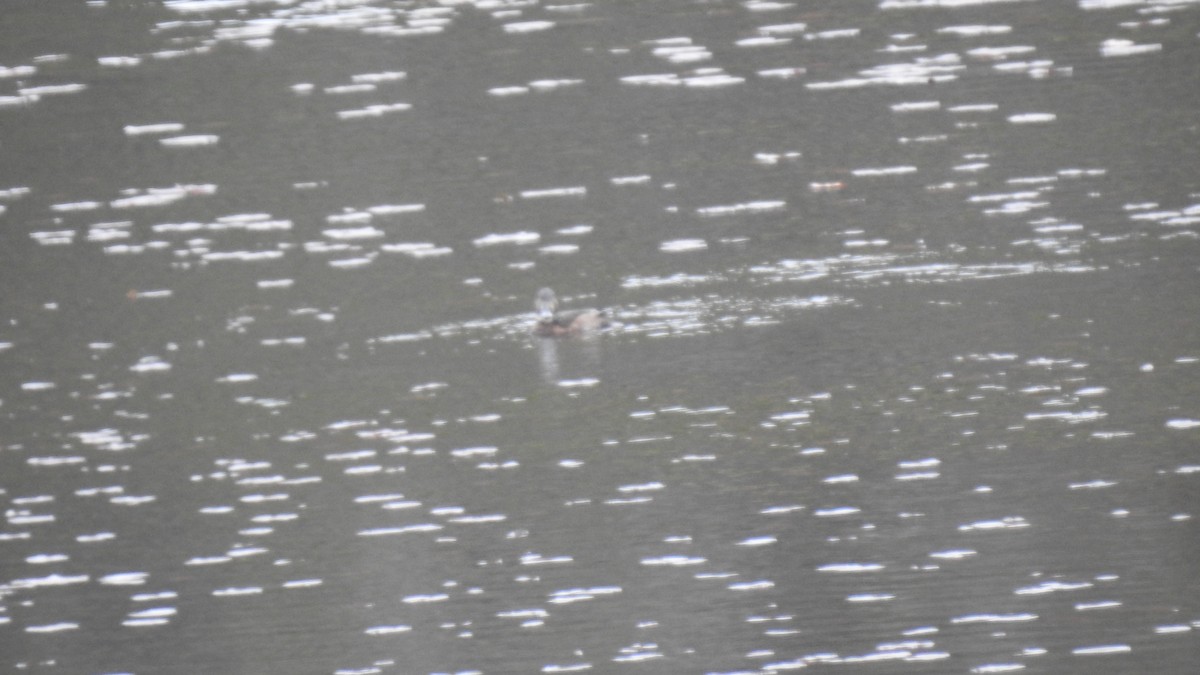 Ring-necked Duck - ML619176086