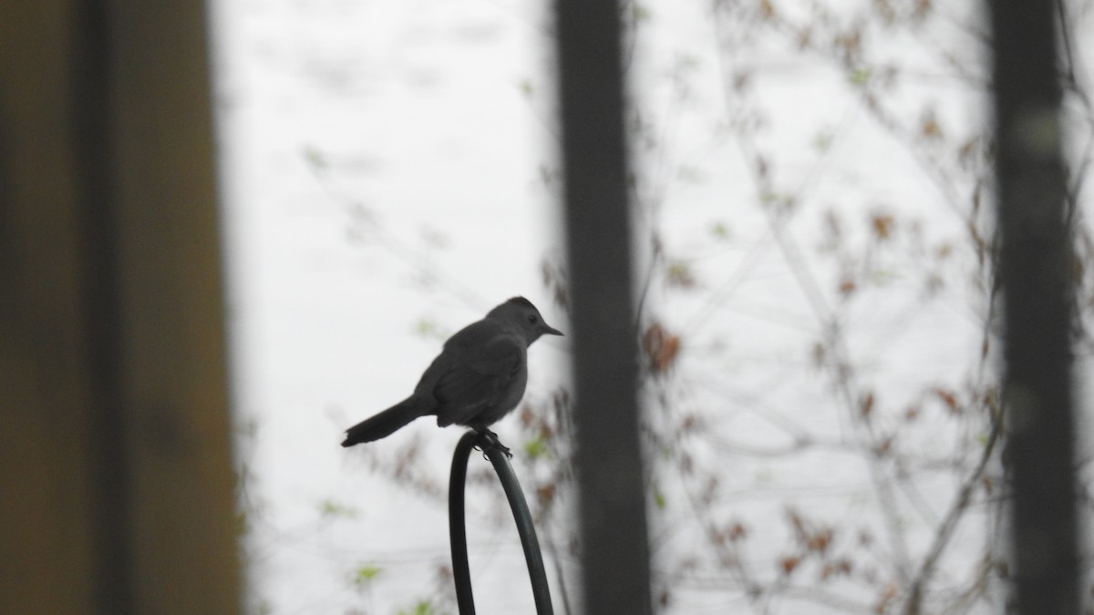 Gray Catbird - Anca Vlasopolos