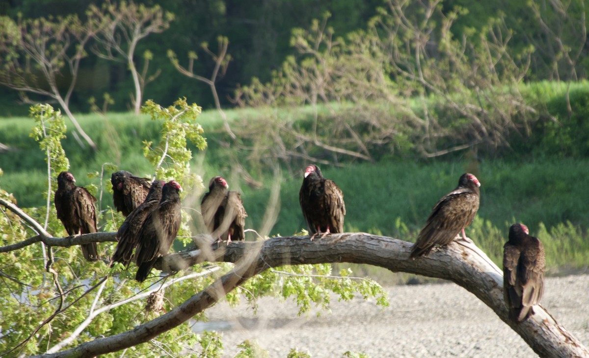Turkey Vulture - Clem Nilan