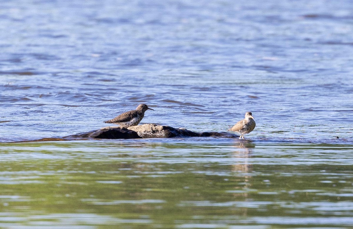 Spotted Sandpiper - Janis Stone