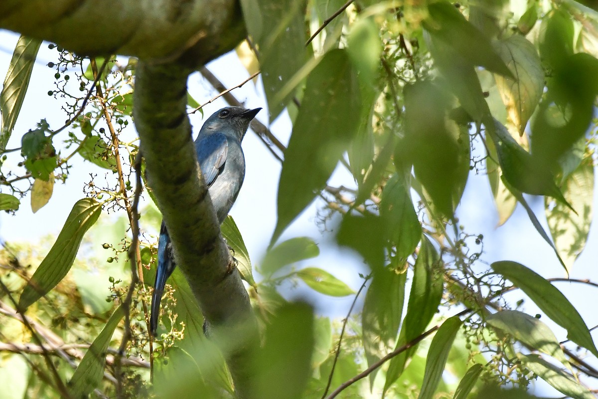 Verditer Flycatcher - ML619176123