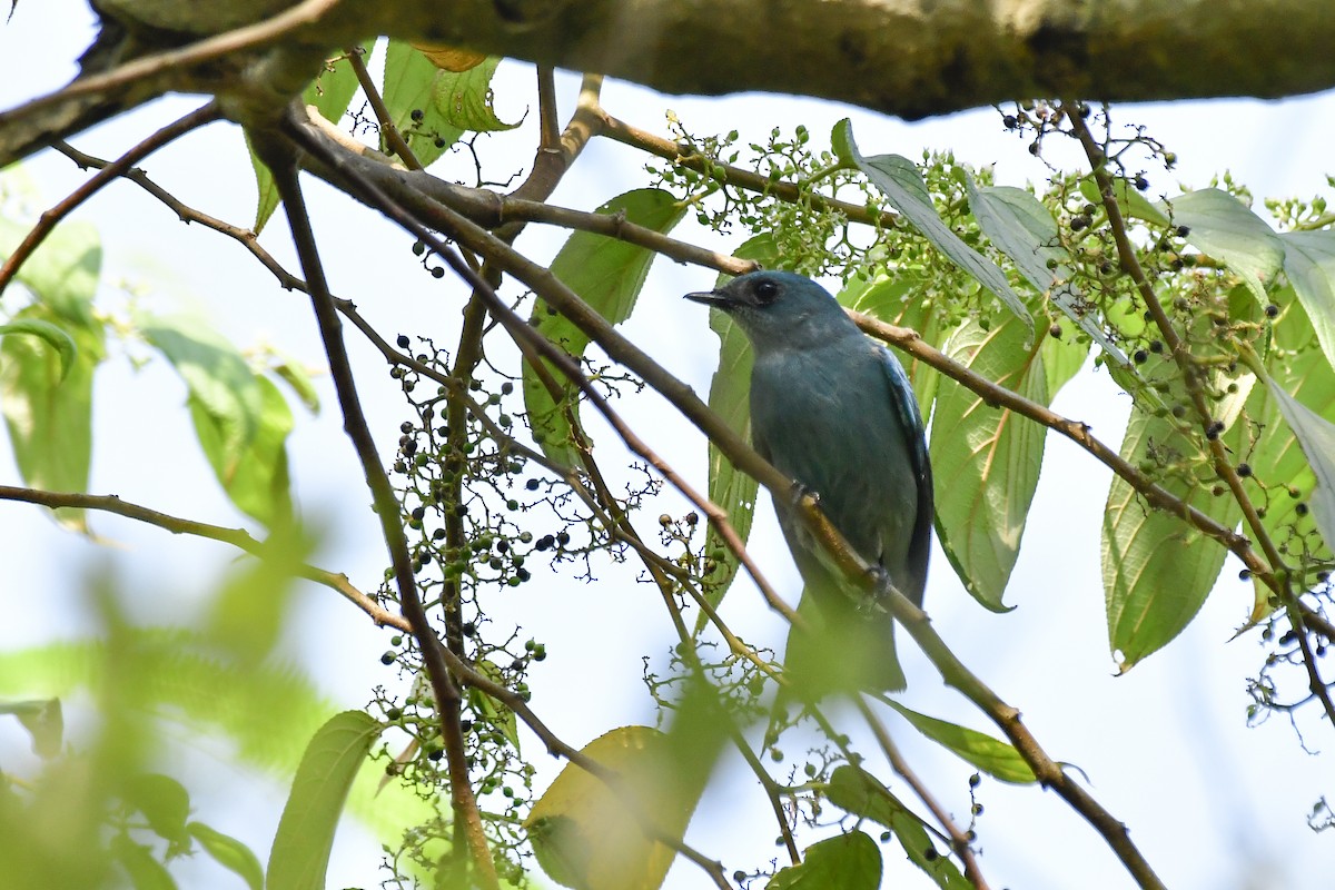 Verditer Flycatcher - ML619176125