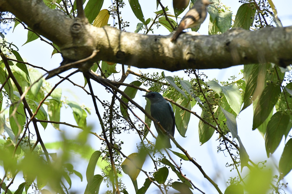 Verditer Flycatcher - ML619176126