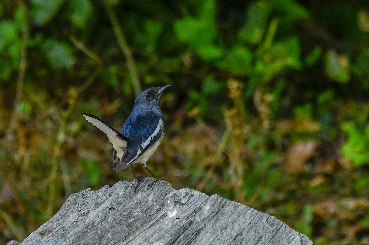 Oriental Magpie-Robin - ML619176132