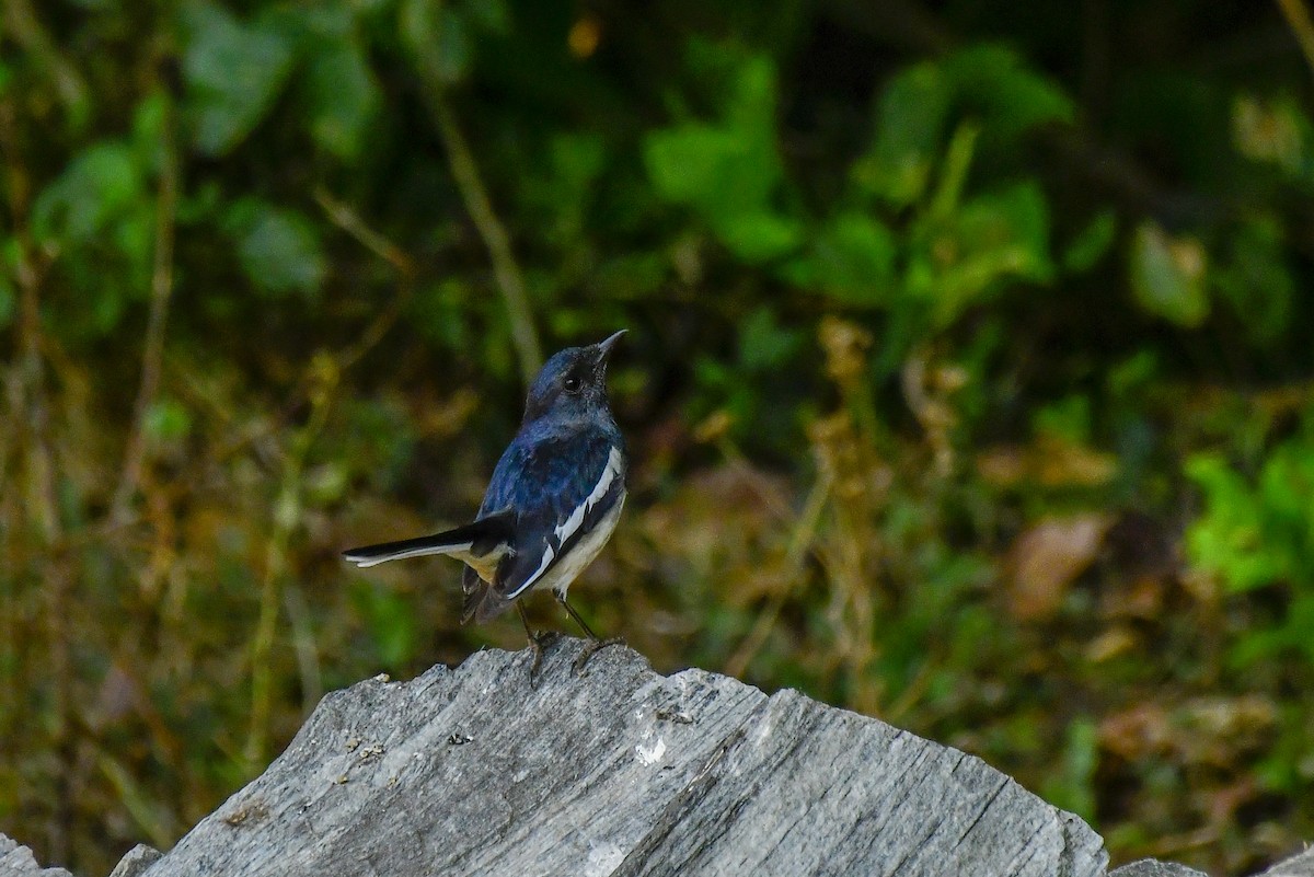 Oriental Magpie-Robin - ML619176133