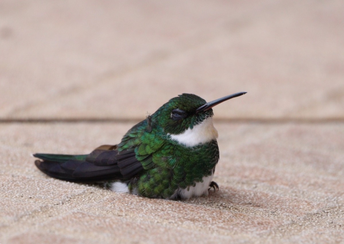 White-throated Hummingbird - ML619176136