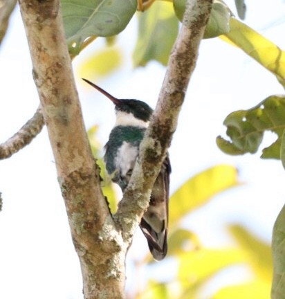 White-throated Hummingbird - ML619176138