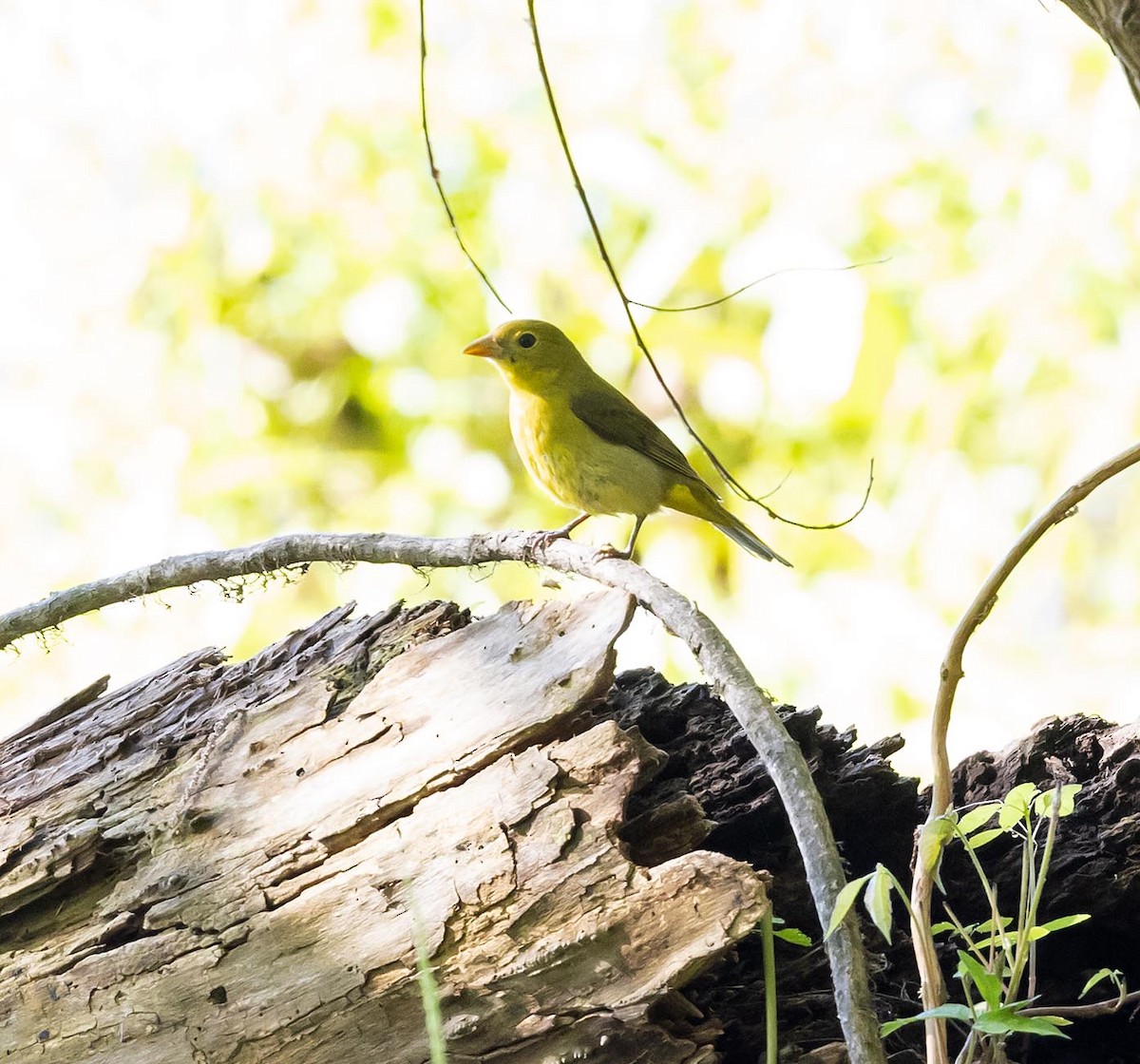 Scarlet Tanager - Janis Stone