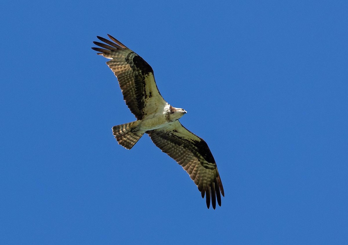 Osprey - Janis Stone