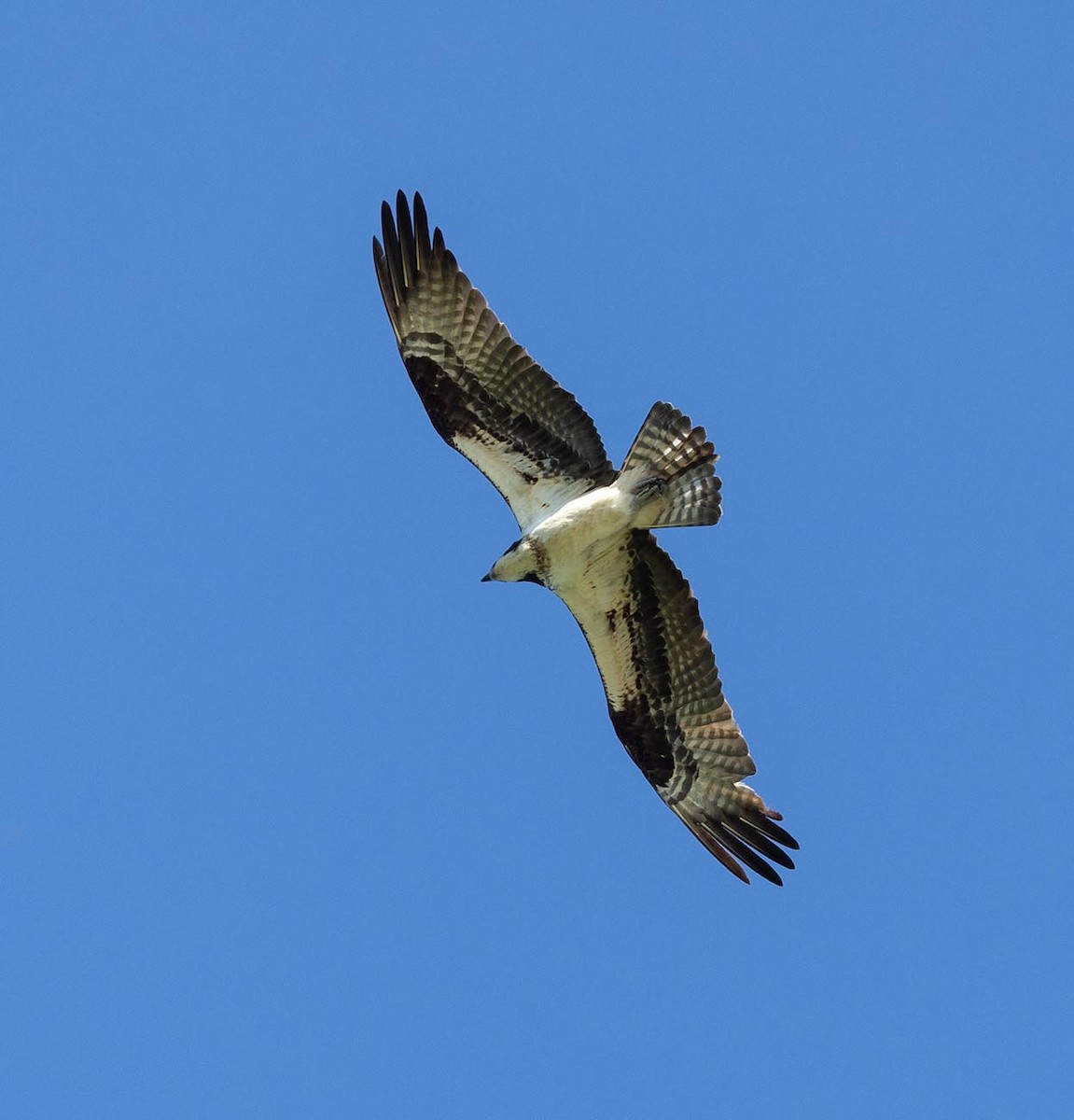 Osprey - Janis Stone