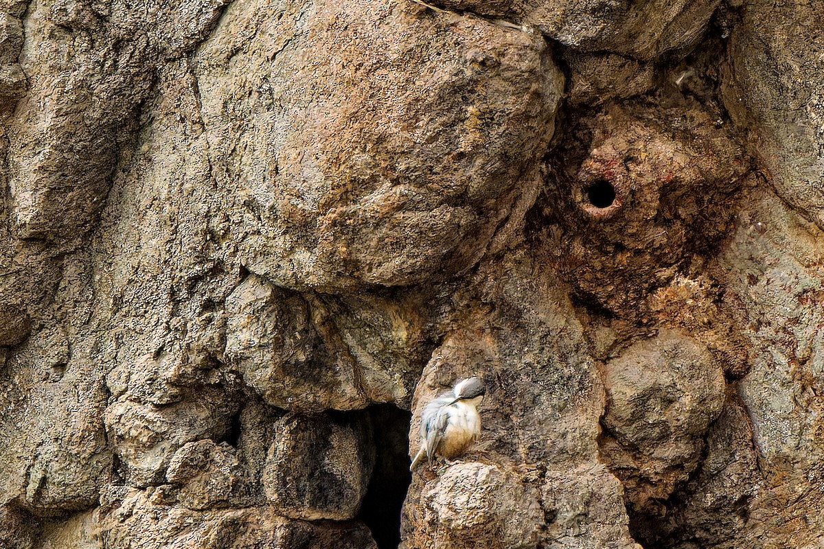 Western Rock Nuthatch - leon berthou