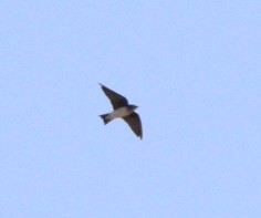 Gray-breasted Martin - Rubélio Souza