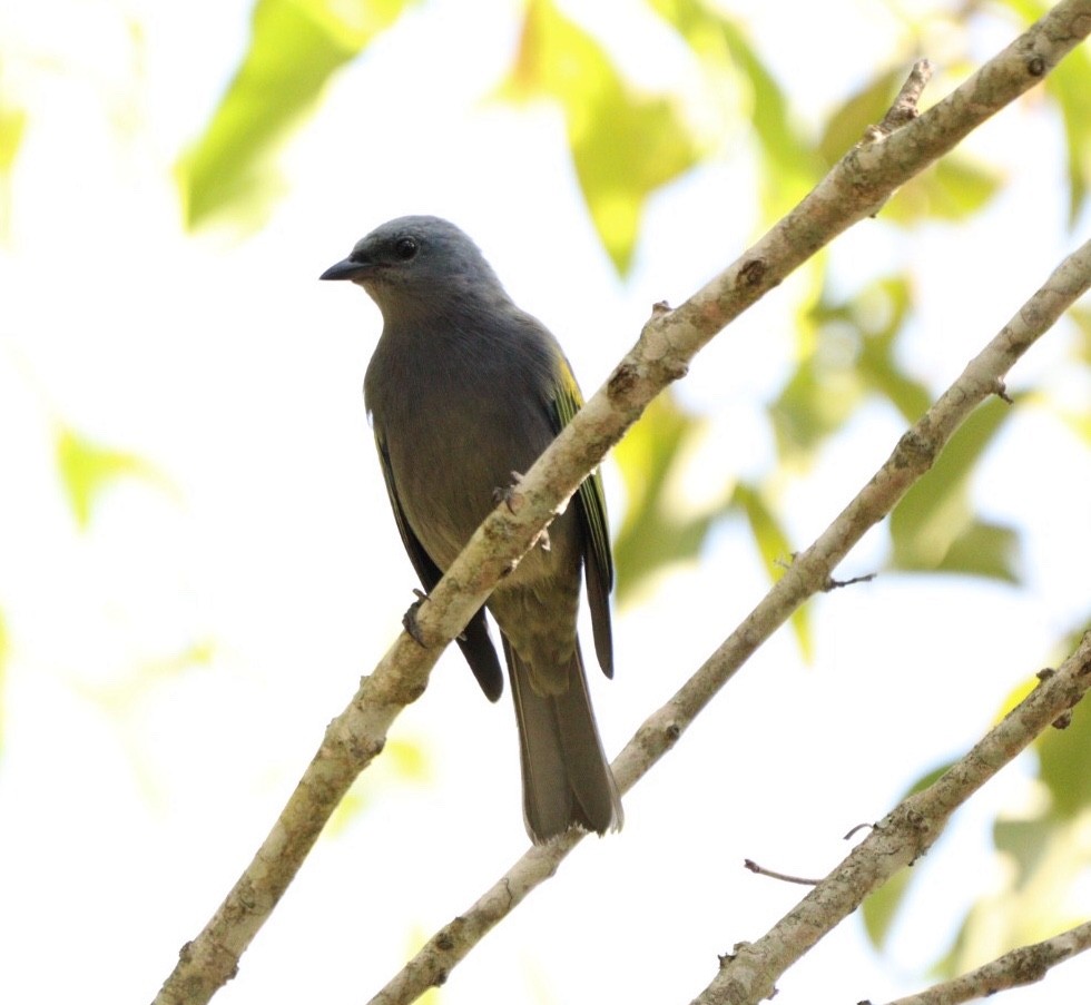 Golden-chevroned Tanager - Rubélio Souza