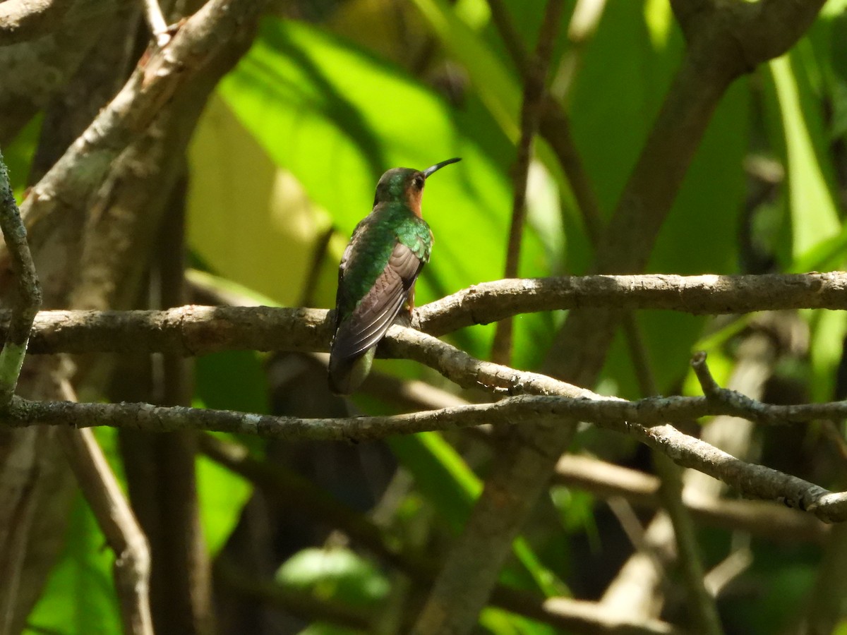 kolibřík pestroocasý - ML619176189