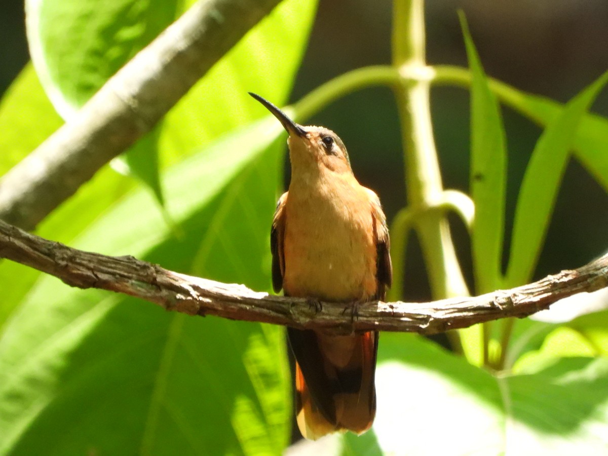 kolibřík pestroocasý - ML619176190