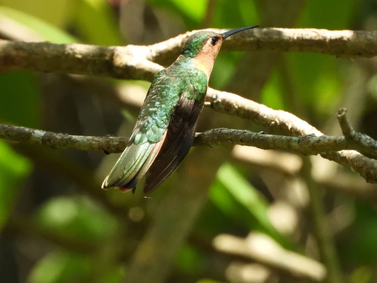 kolibřík pestroocasý - ML619176191