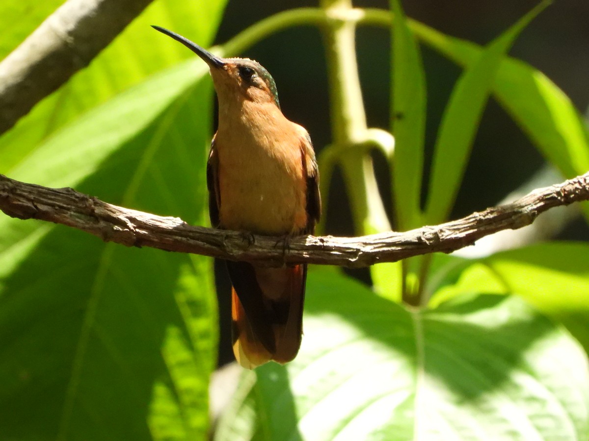 kolibřík pestroocasý - ML619176192