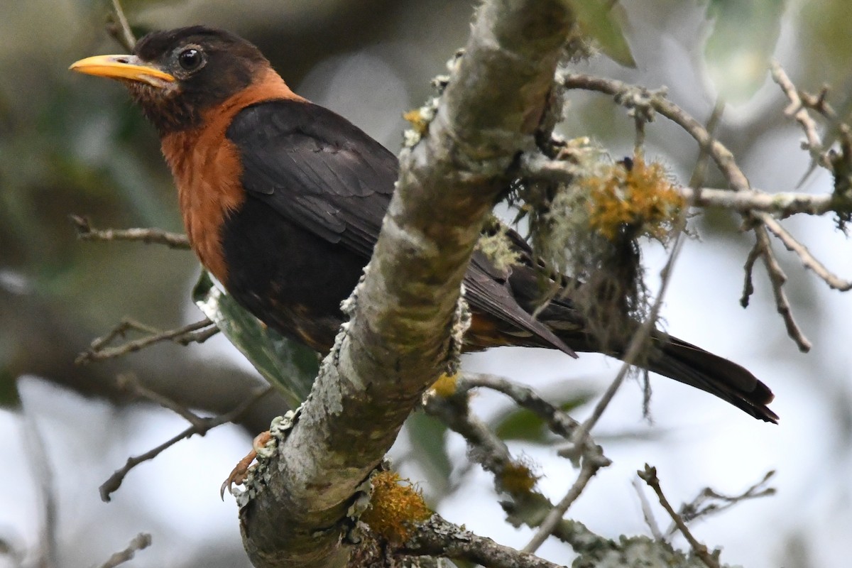 Rufous-collared Robin - Jessy Lopez Herra