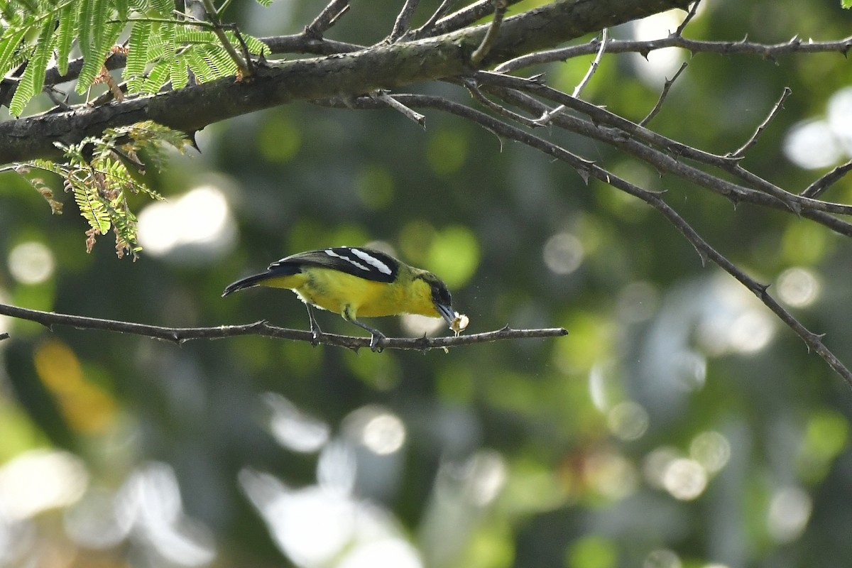 Common Iora - ML619176202