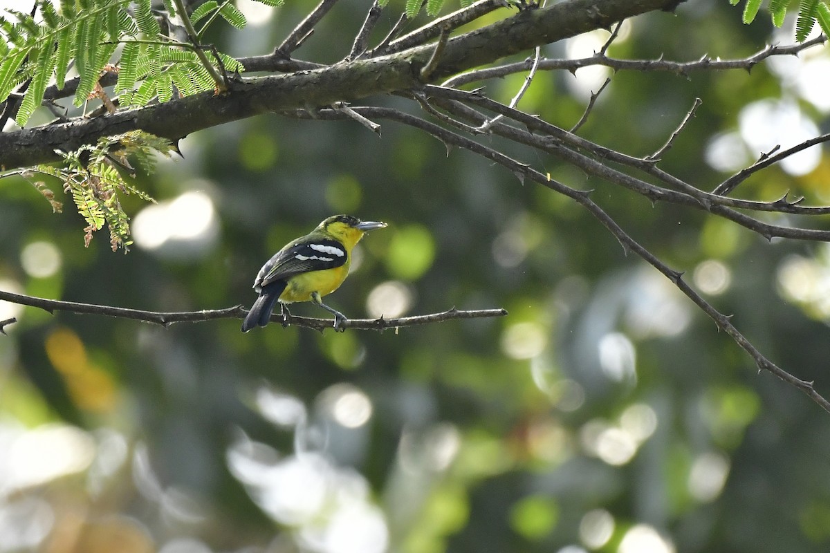 Common Iora - ML619176204