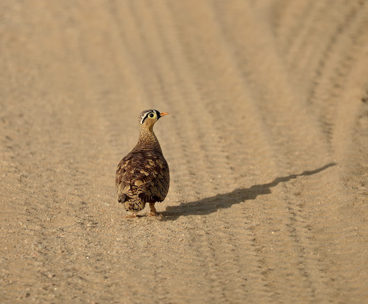 Black-faced Sandgrouse - Ken Simonite